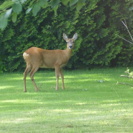 Willa Vakantie Op De Veluwe Lunteren Zewnętrze zdjęcie